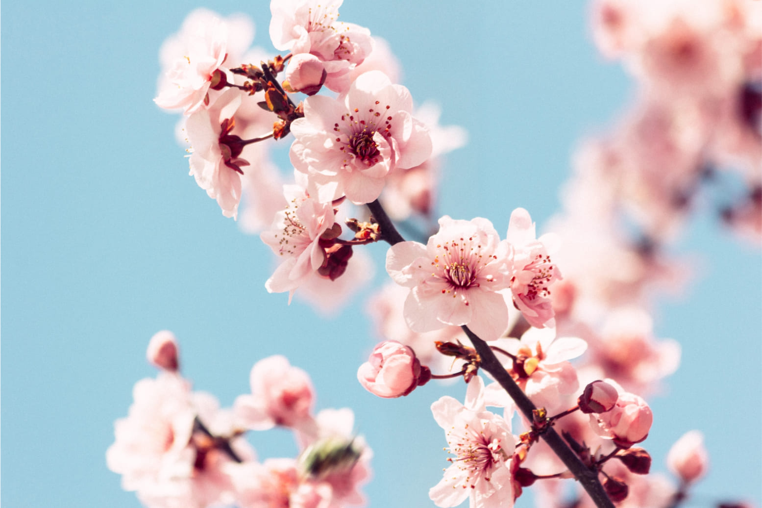 cherry blossom